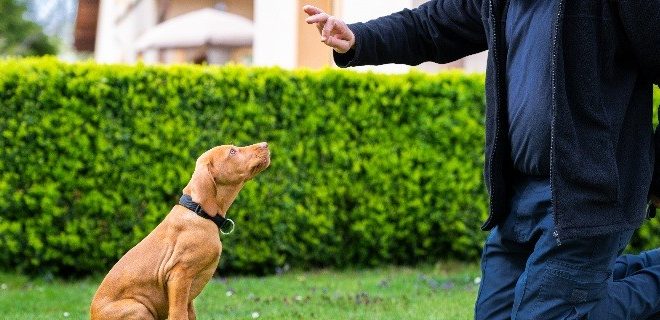 ASPCA Dog Training Classes: What to Know Before You Enroll Your Dog
