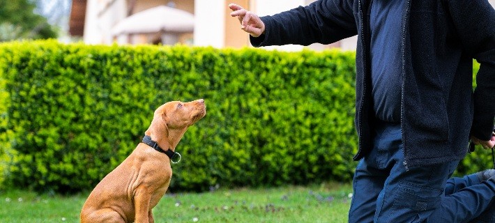 ASPCA Dog Training Classes: What to Know Before You Enroll Your Dog